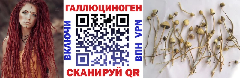 Купить где Петушки Псилоцибиновые грибы Cubensis